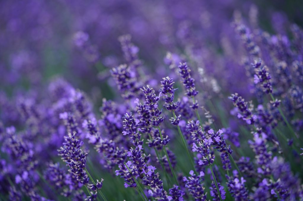 lavender, flowers, lavender field